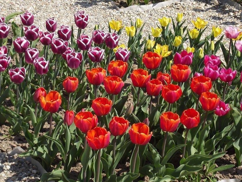  - 2015_02-05_Febr-Mai