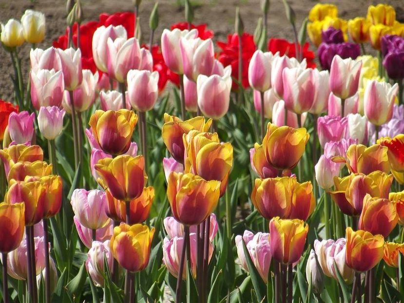  - 2015_02-05_Febr-Mai