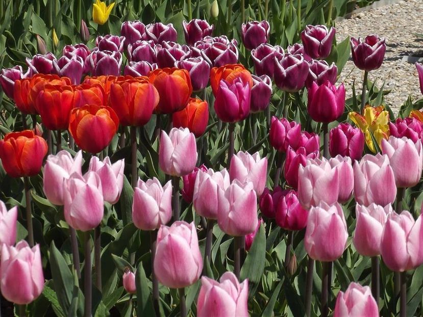  - 2015_02-05_Febr-Mai