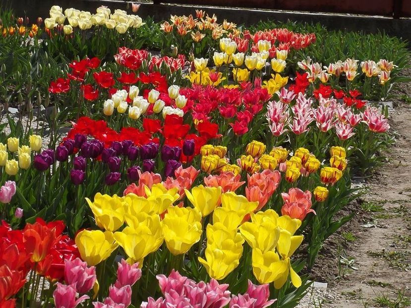  - 2015_02-05_Febr-Mai