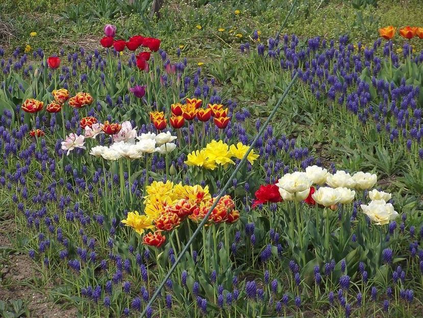  - 2015_02-05_Febr-Mai