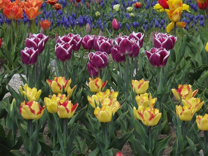  - 2015_02-05_Febr-Mai