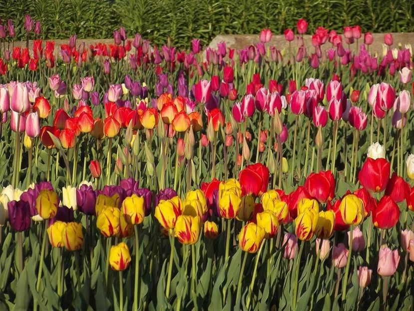  - 2015_02-05_Febr-Mai