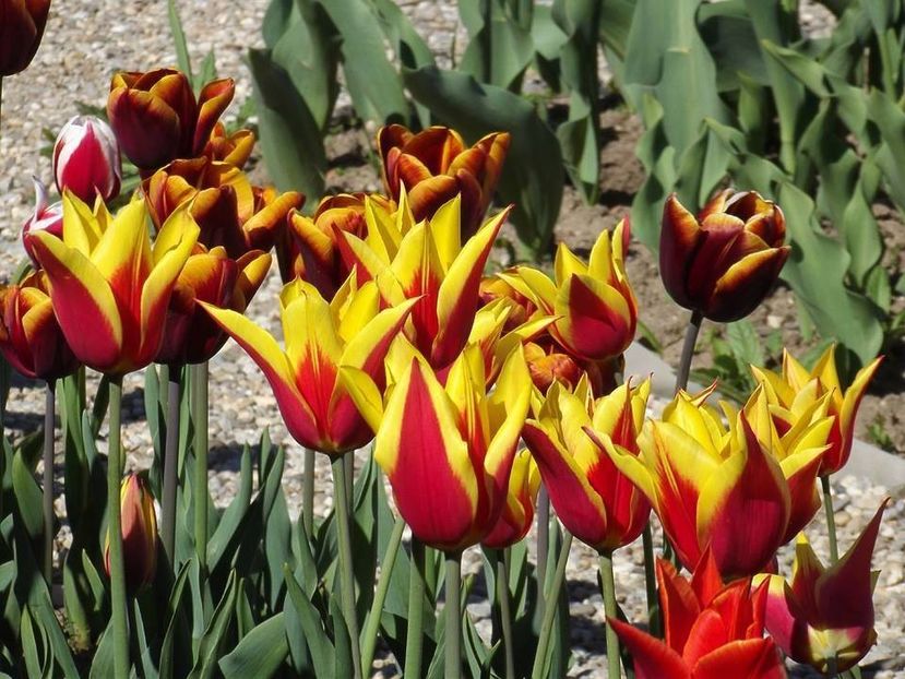  - 2015_02-05_Febr-Mai