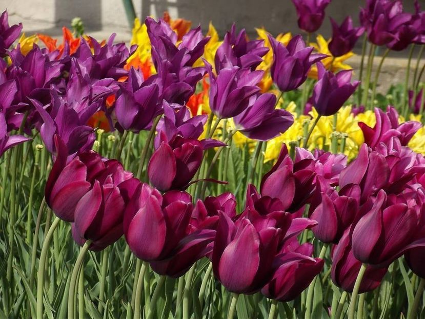  - 2015_02-05_Febr-Mai