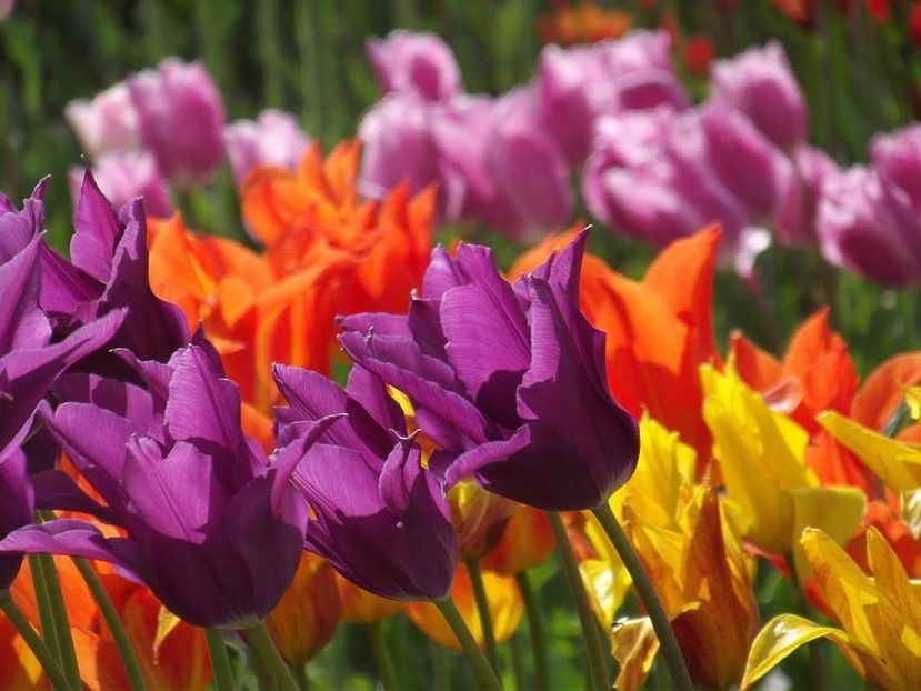  - 2015_02-05_Febr-Mai