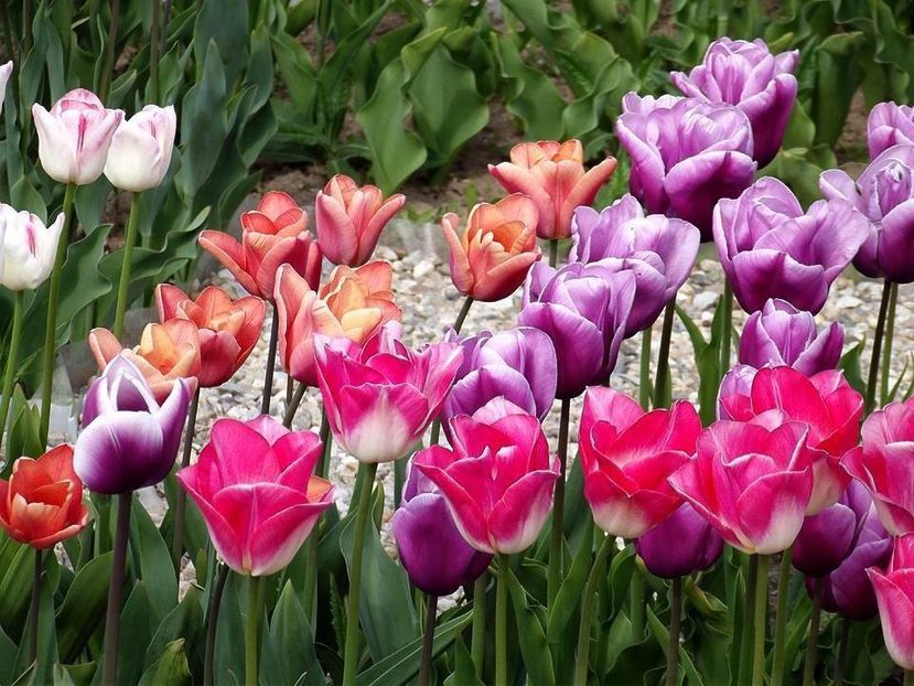  - 2015_02-05_Febr-Mai