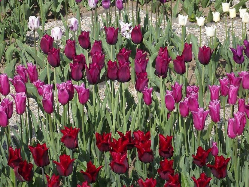  - 2015_02-05_Febr-Mai