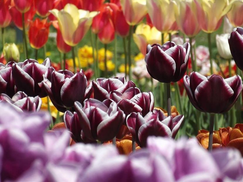  - 2015_02-05_Febr-Mai