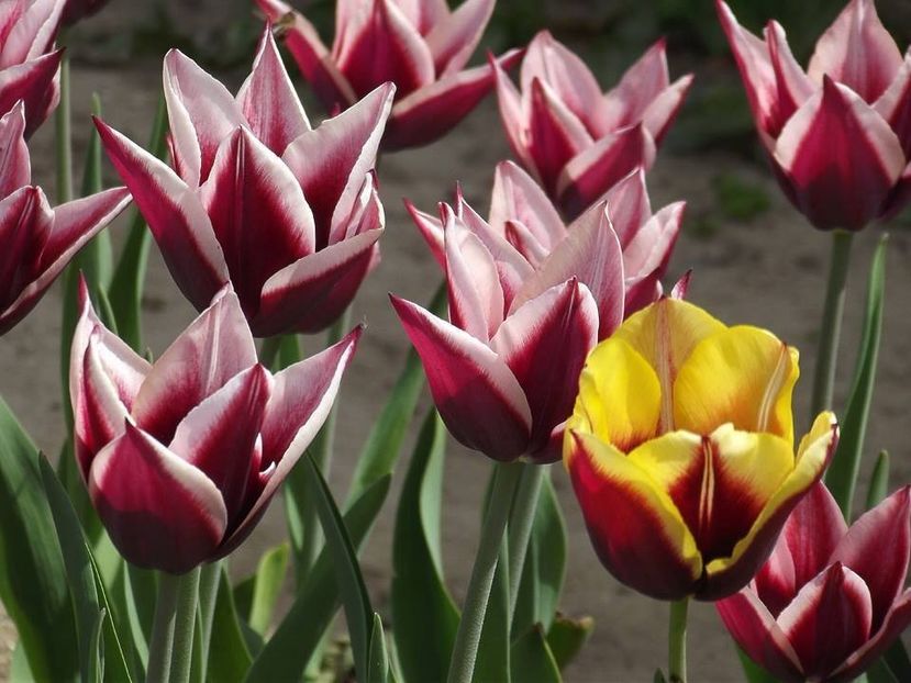  - 2015_02-05_Febr-Mai