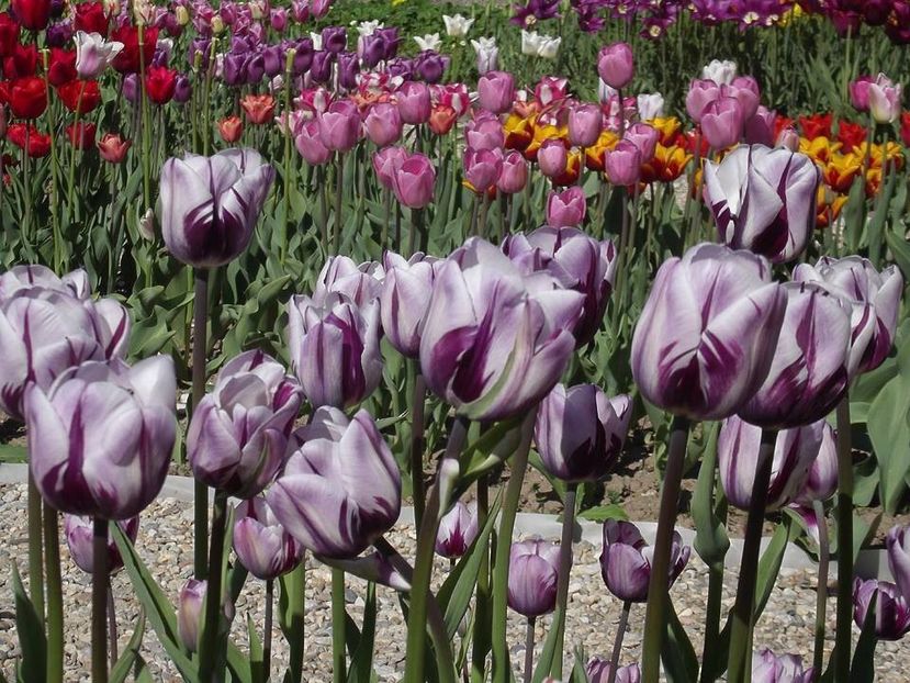  - 2015_02-05_Febr-Mai