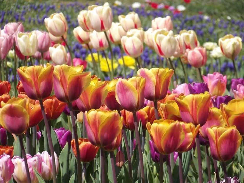  - 2015_02-05_Febr-Mai