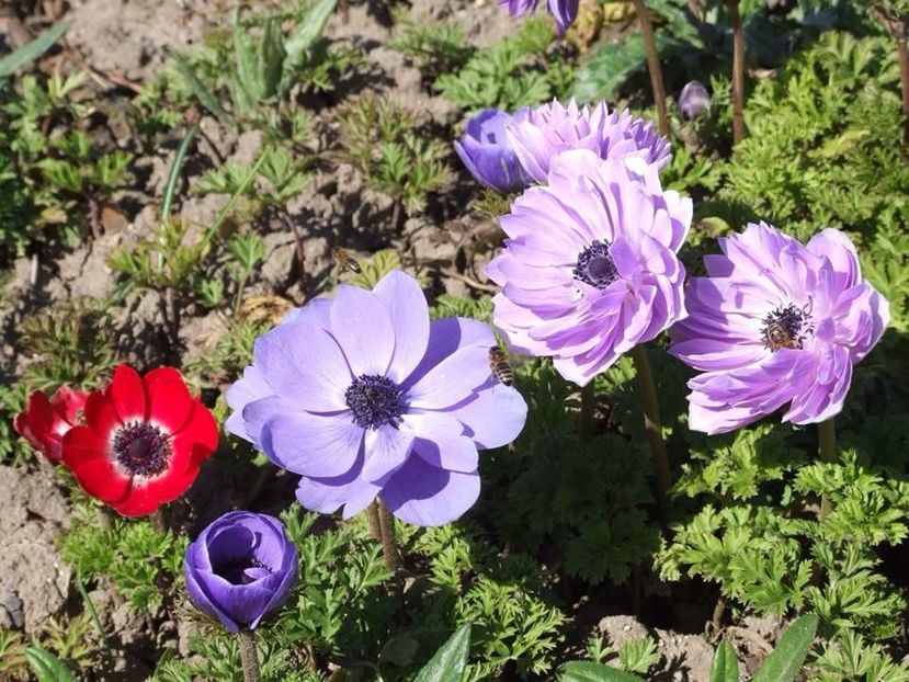  - 2015_02-05_Febr-Mai