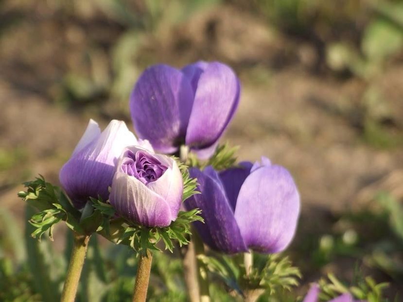  - 2015_02-05_Febr-Mai