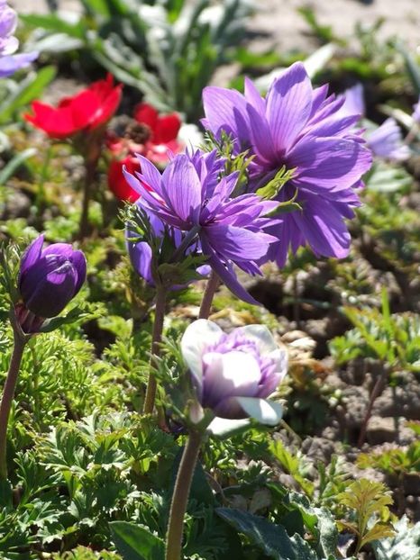  - 2015_02-05_Febr-Mai