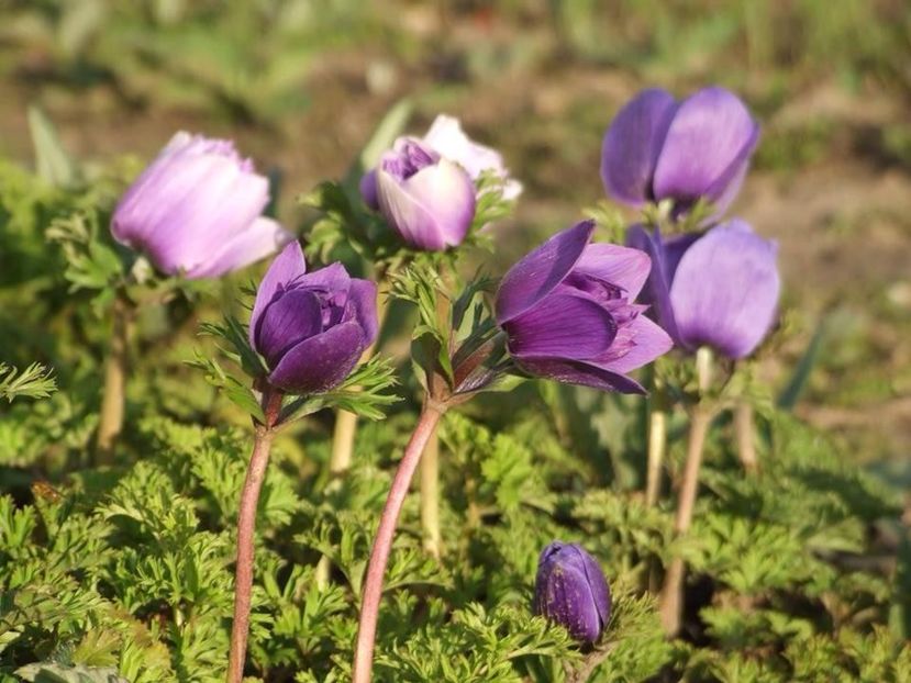  - 2015_02-05_Febr-Mai