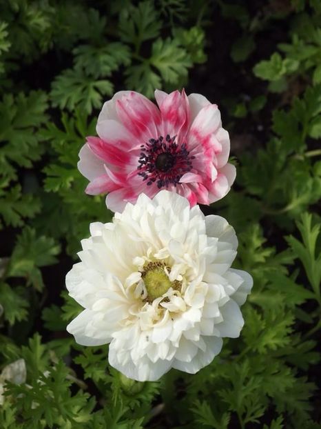  - 2015_02-05_Febr-Mai