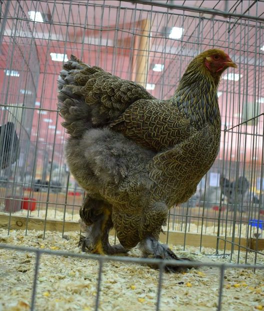 Puica campioana națională - A__ Contact