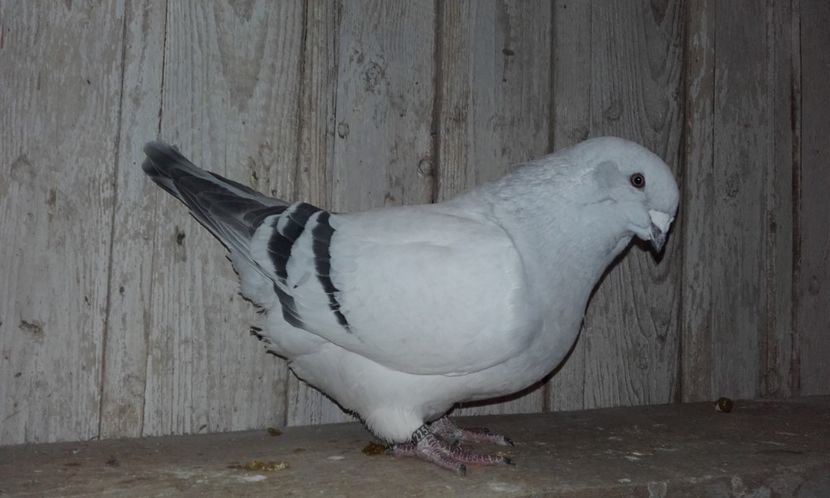 LENDA 2014 - Femele 2018