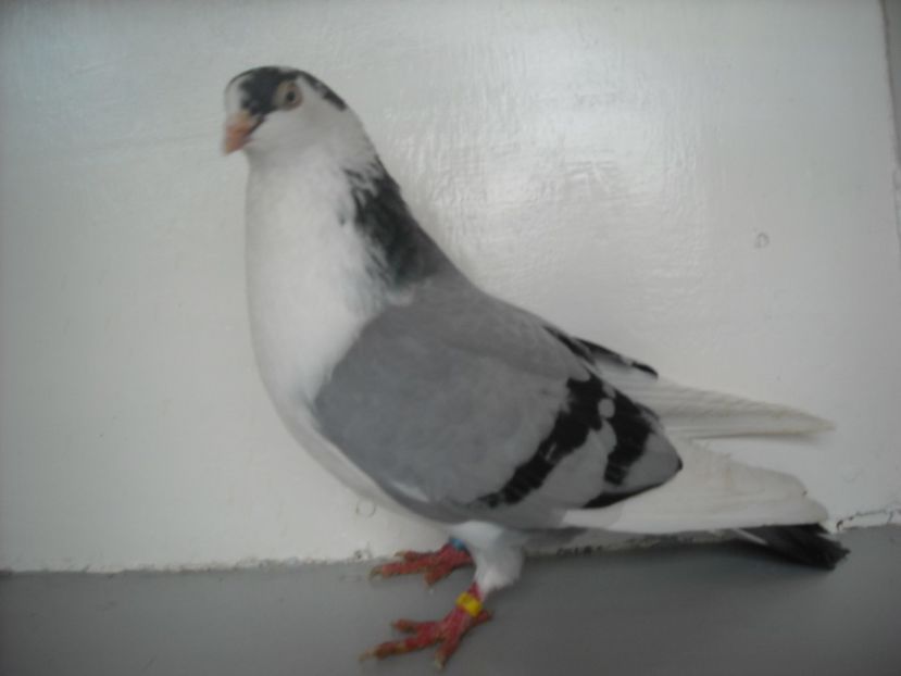  - jucatori de galati pe albastru