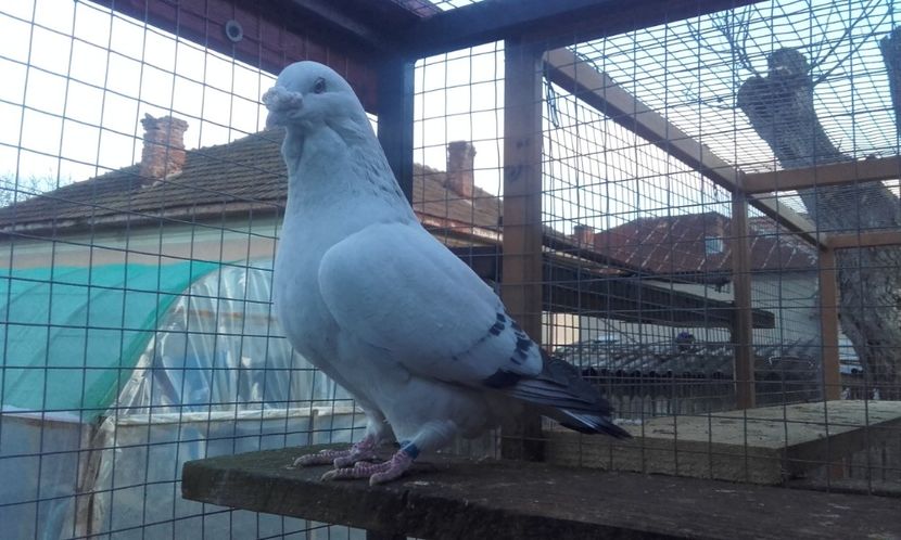 Obama(2012) - Masculi 2018