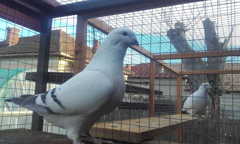 YATES(60)2017 - Masculi 2018