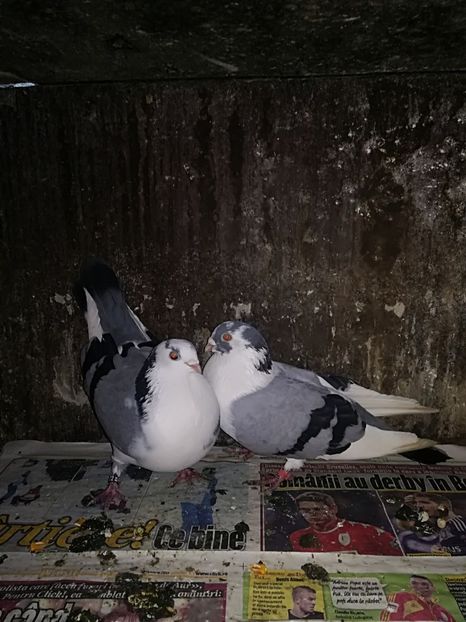 IMG-20180101-WA0027 - Perechi pe vanat 2018