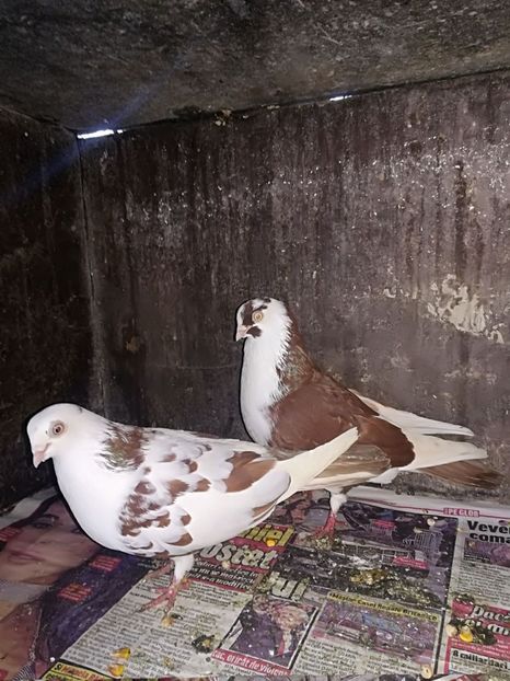 IMG-20180101-WA0022 - Perechi pe rosu 2018