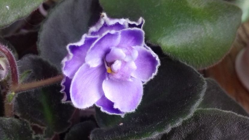 Trinidad II - VIOLETE DE COLECTIE 2017