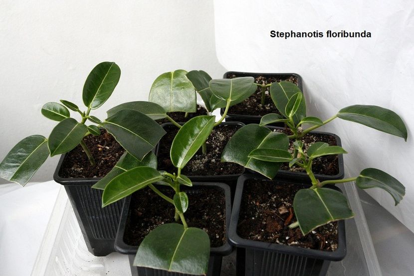 03.01.18 - 2 Stephanotis- inradacinare