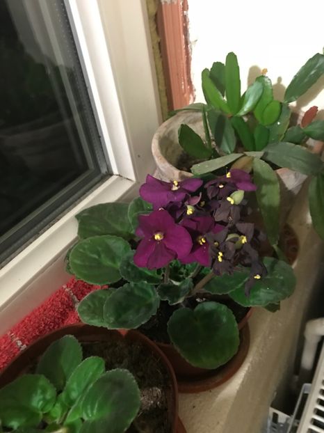 Optimara North Carolina - 03.01.2018 - Violete 2018