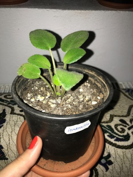 Ionantha - 03.01.2018 - Violete 2018