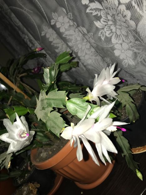  - Schlumbergera 2018