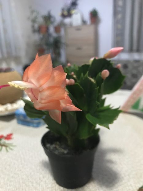  - Schlumbergera 2018