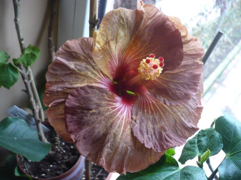 04.01.2017 - HIBISCUSI 2018-1