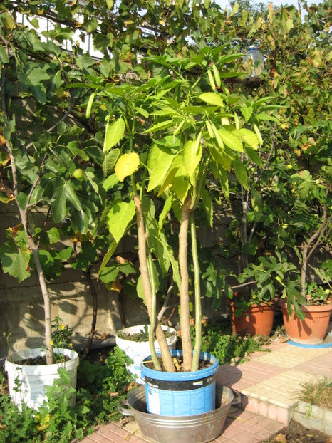 2017 - din nou in natura - 3 BRUGMANSIA
