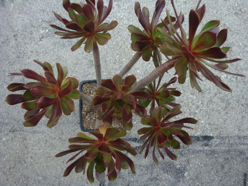 Aeonium arboreum cv. atropurpureum - Genul Aeonium