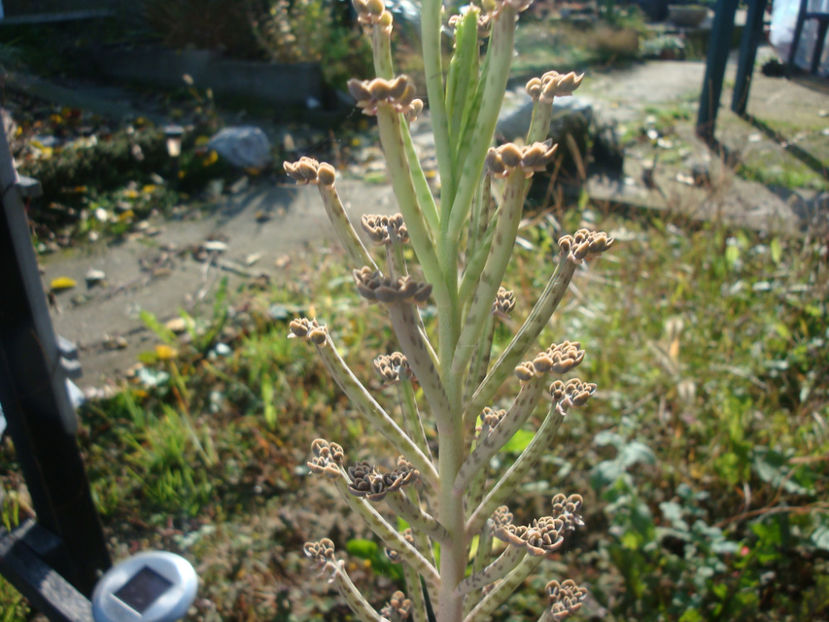 Bryophyllum delagoense (Eckl. & Zeyh.) Druce 1917. - Genul Bryophyllum