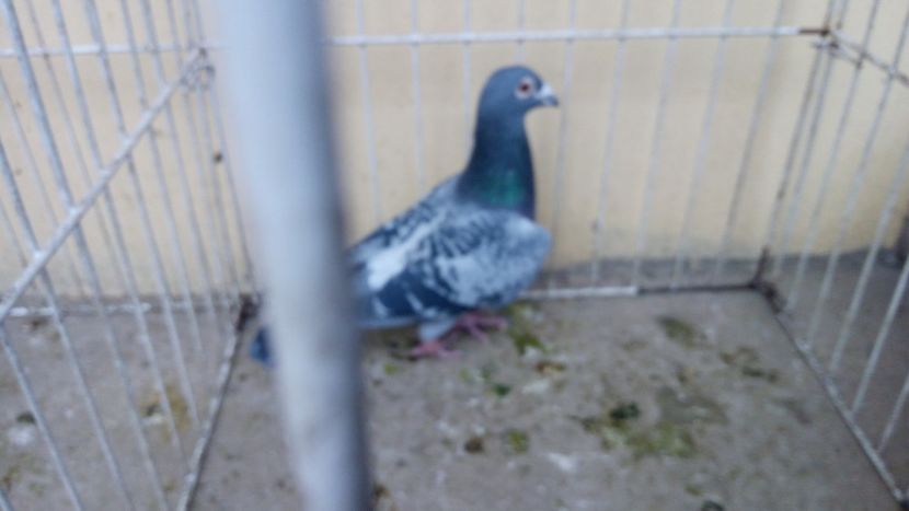 Ro 13-0694012 - Voiajori straini-14 vanduti