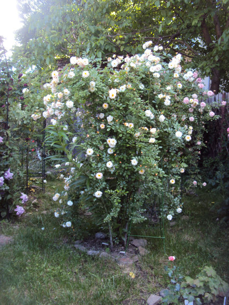 Ghislaine de Feligonde - 0 Top trandafiri urcatori- shrub inalti- hibrizi de mosc si rambleri