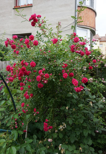 Excelsa - 0 Top trandafiri urcatori- shrub inalti- hibrizi de mosc si rambleri