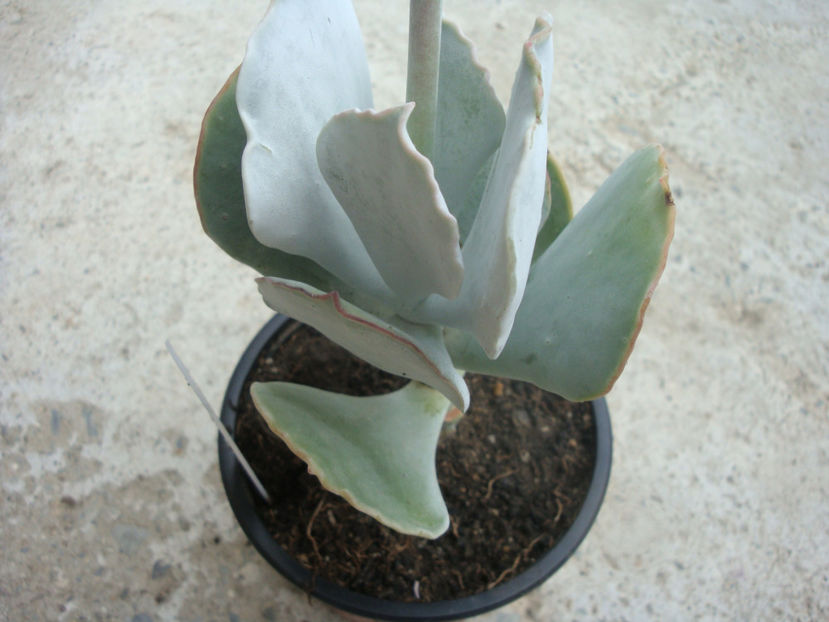 Cotyledon orbiculata L. 1753. - Genul Cotyledon