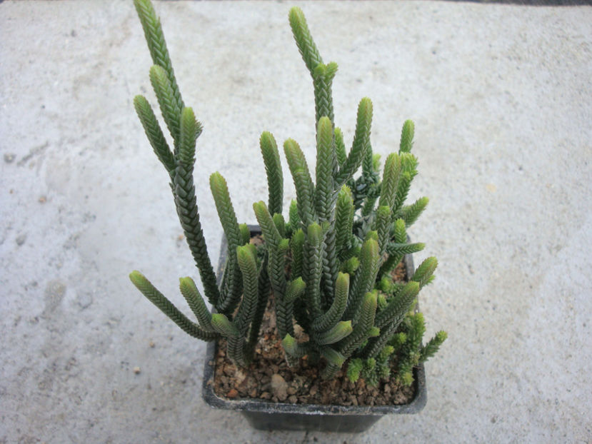 Crassula muscosa L. 1760. - Genul Crassula