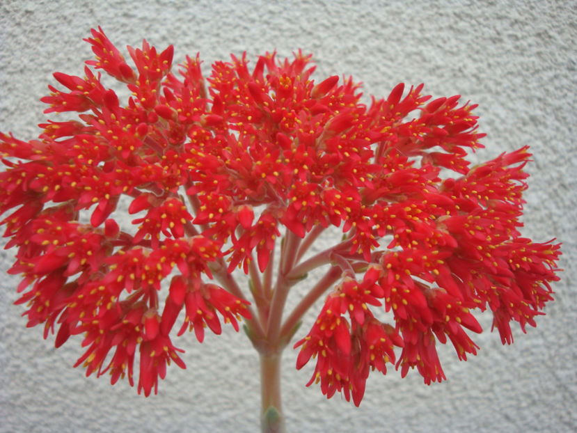 Crassula perfoliata var. falcata (J.C.Wendl.) Toelken 1975. - Genul Crassula