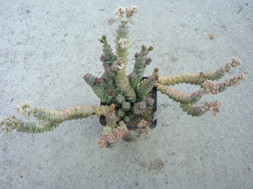Crassula rupestris ssp. marnierana (Huber & Jacobsen) Toelken 1975. - Genul Crassula