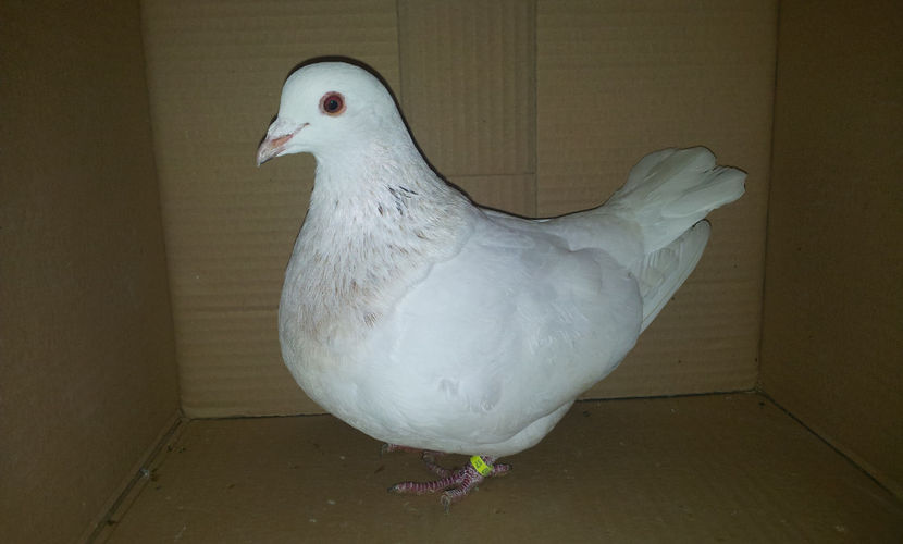 De la D-ul VARGA DANILA  Perechea   2   . - 02 TEXANI