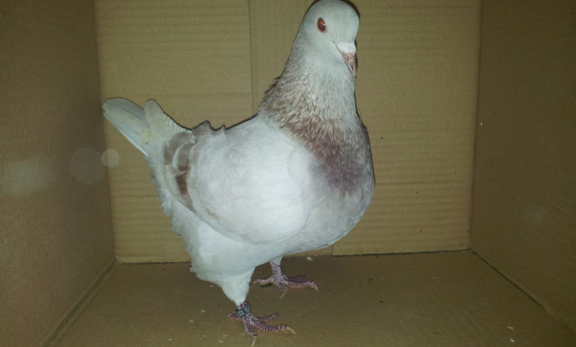 F   2016 - 18793EE - H10  Perechea 2  . - 02 TEXANI