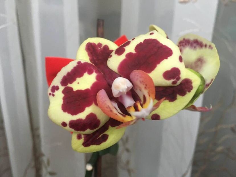 16FADEFE-3139-4488-8DA2-60867A462CC6 - Vanzare orhidee