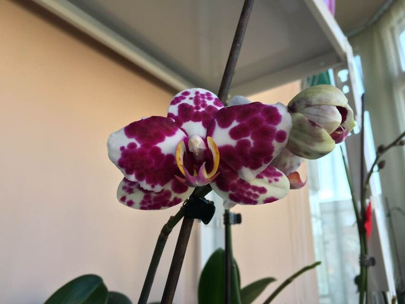 AC38F72C-0E1D-4E0A-B554-EB920CBAC8D4 - Vanzare orhidee