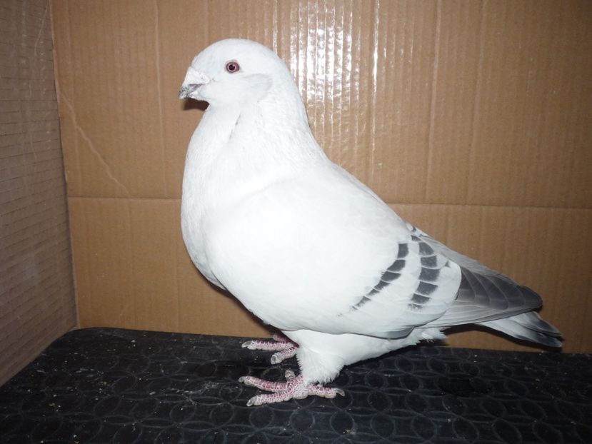 P1130567 - 000-SEZON 2018